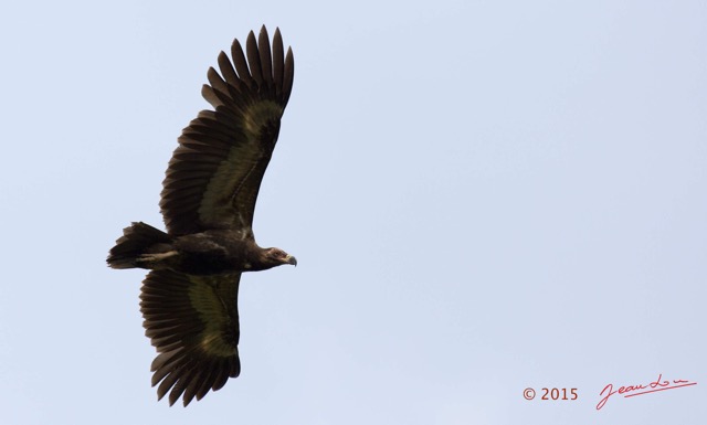 084 LOANGO 2 Tassi le Bungalow Principal Oiseau Aves Palmiste Africain Gypohierax angolensis Juvenile en Vol 15E5K3IMG_106425wtmk.jpg